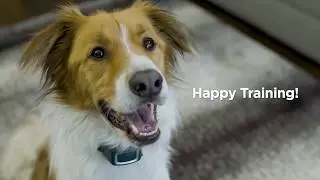 How to use the PetSafe&reg; Remote Spray Trainer&trade;.