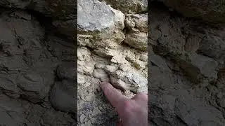 Fossil Hunt Surprise : Gastropod Revealed  #FossilHunting #fossildiscovery #fossilfinds#FossilReveal