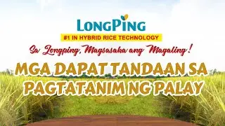 MGA DAPAT TANDAAN SA PAGTATANIM NG PALAY 🌾| PRE-PLANTING | LONGPING HYBRID RICE SEEDS