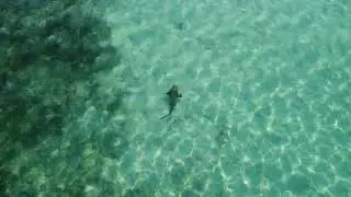 Shark Part 1
