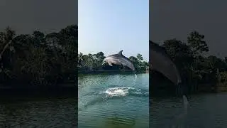 friendly activate dolphin appear in  🌊💦 #youtub #youtubeshorts #dolphin #water