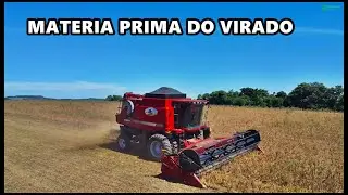 COLHEITA DO FEIJÃO