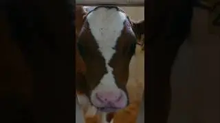 Cow Veterinarian @JobJams #kidsvideo #kidssong #shorts #cows #cowvideos