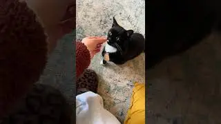 @figgypuddin_: Figgy says thank you for cheese 🗣️🧀 she has us well trained #cat  #catlover #kitty