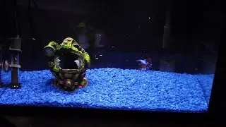 Vlog # 597 Betta In 10 Gallon Tank