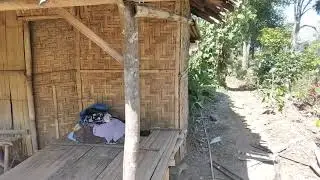 🚶🏽&zwj;♂️Virtual Walk through a Tropical Forest (3) 🌵🌴🌳