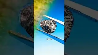Жучки кошенили. Кармин #животные #факты #еда