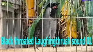 Black throated Laughingthrush sound 01