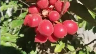 frut&iacute;feras produzindo a partir de 20,00 siriguela amora figo ara&ccedil;&aacute; acerola caferana caj&aacute; jabuticaba