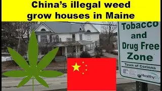 Chinese organized crime is using rural Maine to grow a massive black market crop of marijuana