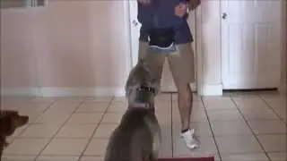 Teaching a dog to walk backwards away from you, spin and come back backwards