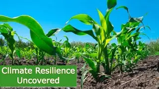 Everything You Need To Know About Climate Resilience| Smart Agri Hub