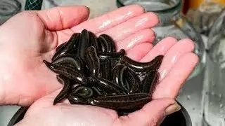 Rare baby leeches hatch at Highland Wildlife Park🪱🦠