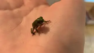 Baby Tree Frog!