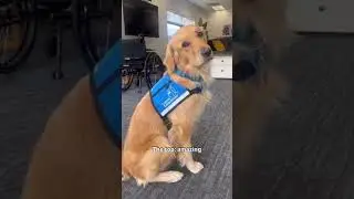 The perfect service dog | Canine Companions #shorts #shortsfeed #servicedog