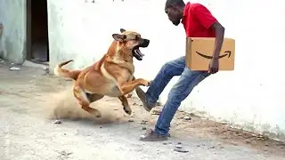 When Thieves Messed With the WRONG Guard Dogs!