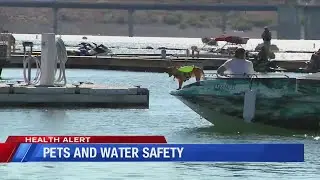 Pets and water safety