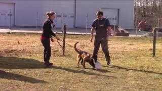 Bendix Devil Fox - protection training - 5,5 months