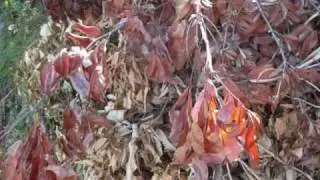 AS WE GROW- DYLAN CAHILL
