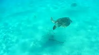 Sea Turtle Swimming below us