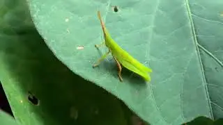 The Invisible World in Your Backyard: An Ecosystem Cycle