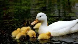 Lady Duck sacrifice food for her babies❤️ Mother is mother ( Naturalnature@dontplaywithnature )