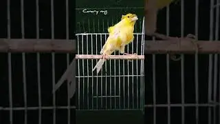 Feathers cover the entire body and even create an additional crown #kenari #birds #bird #canary