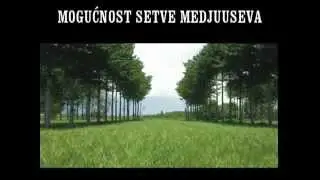 Cudo od drvo Paulownia Elongata (Brzorastecko drvo)