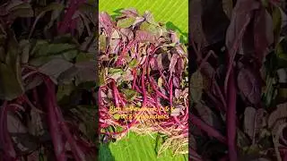 Know about Red Spinach 🌿🍀 Healthy 😄 #spinach #superfood #vitamin #iron #antioxidants #vegetables .