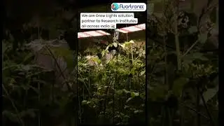 youtube shorts #ledgrowers #growlights #plantronics #greeninnovation #lightinginnovation #ledgrower