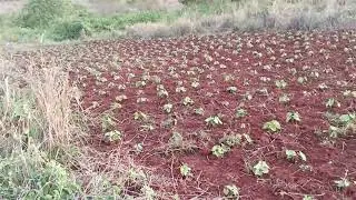 Bean's planting and spacing 