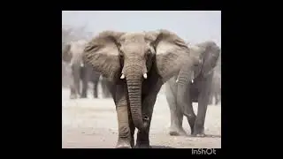 world elephant day #august12 #importantdays #importantdaysinaugust #elephant #elephants #elephantday