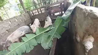 दोपहर के समय मैं सूअरों को केले के पत्ते खिला रहा हूँ
