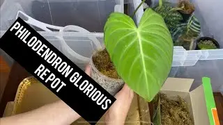Repotting Plants from Soil to Pon
