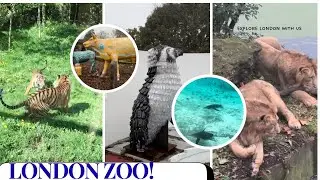 Лондонский зоопарк &mdash; один из лучших зоопарков в мире!