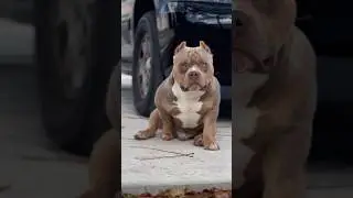 Lilac Tri Pocket Bully w/light blue eyes 💎 Uno after Workout & Show Training
