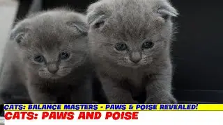 Cats: Balance Masters - Paws & Poise Revealed!