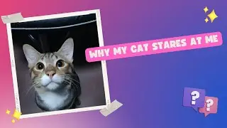Why does my cat stare at me