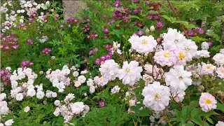 Červen v zahradě 🌸 Anglické růže, moruše a letní déšť I Relaxační video (ASMR)