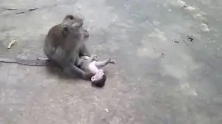 From Bali: Monkey Forest Street Ubud. Улица Обезьян на Бали. Убуд