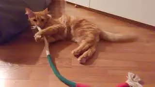 Reaction to new string... little #game for #cat