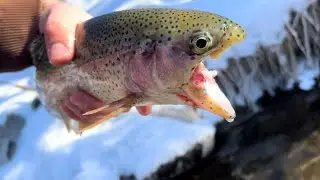 Fly Fishing the Blue River in Colorado - Is it Really THAT GOOD??
