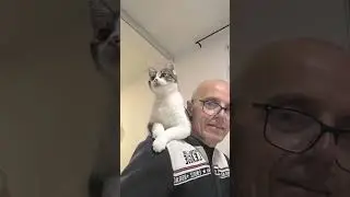 😻 Флюся и непогода ⛈️ #fljusja #cat #kitten #прикольныекоты #котики