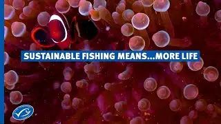 How can sustainable fishing mean more life in the ocean?