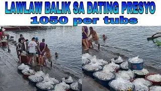 # Philippines PRICE UPDATE NG TAMBAN SARDINES SA BULAN  BUMALIK NA SA DATING PRESYO AFTER NG NO ICE