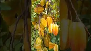 Wow so sweet#arangngan#short #satisfying #asmr #viral #trending #foodlover #fruits