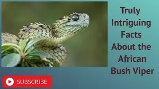 Truly Intriguing Facts About the African Bush Viper