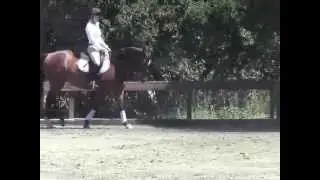 Petra-Dressage