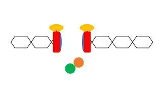Non-homologous end joining