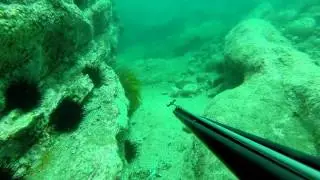 South Aslings dive 2-02-2014